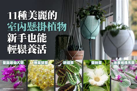 吊植物|11種美麗室內懸掛植物 新手也能輕鬆養活 